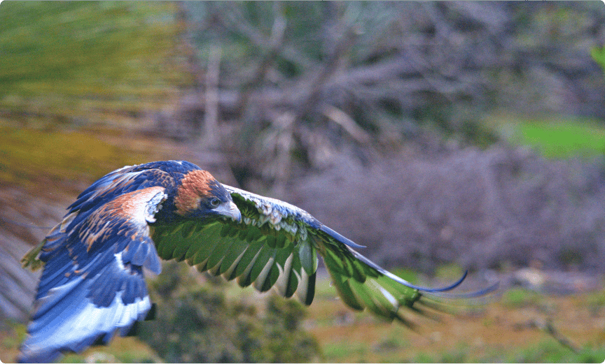 a bird flying in the air