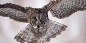 great gray owl