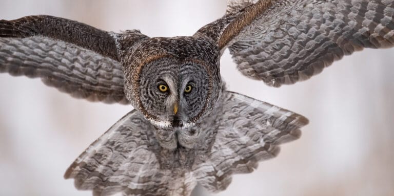 great gray owl